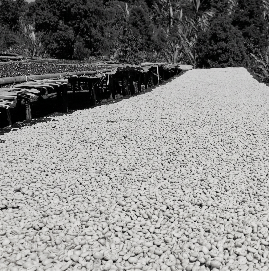 Ethiopia - Floral · Stone Fruit · Berries