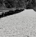 Ethiopia - Floral · Stone Fruit · Berries